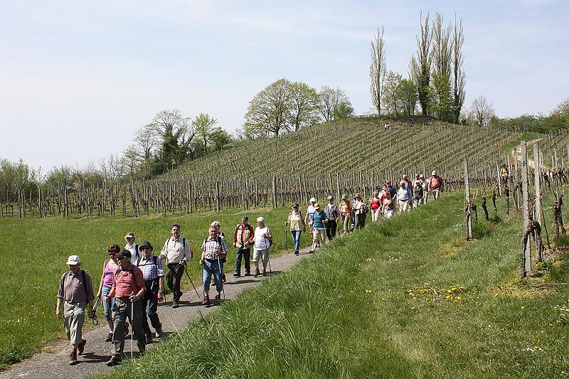100425bluetenwanderung_047.jpg - ...durch Weinberge...