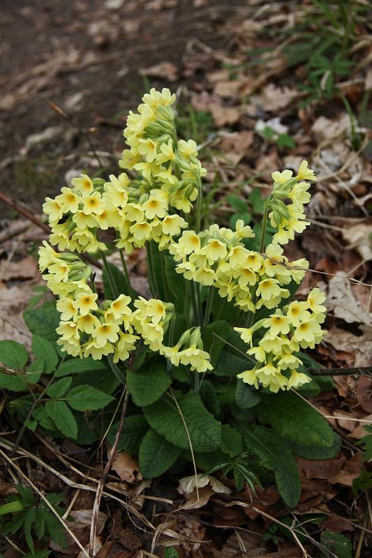 120421bluetenwanderung056.JPG - > Hohe Schlüsselblume
