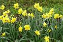 130421bluetenwanderung_gruppe2_024