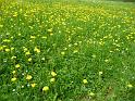 2013_05_09_Sternwanderung 038