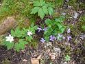 2013_05_09_Sternwanderung 039