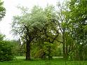 2013_05_15_Senioren Kr-wies 015