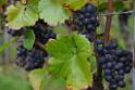 131012_GR2_wiiwegle (05)