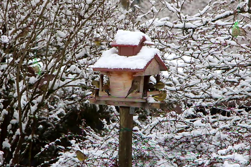 Am Futterhaus