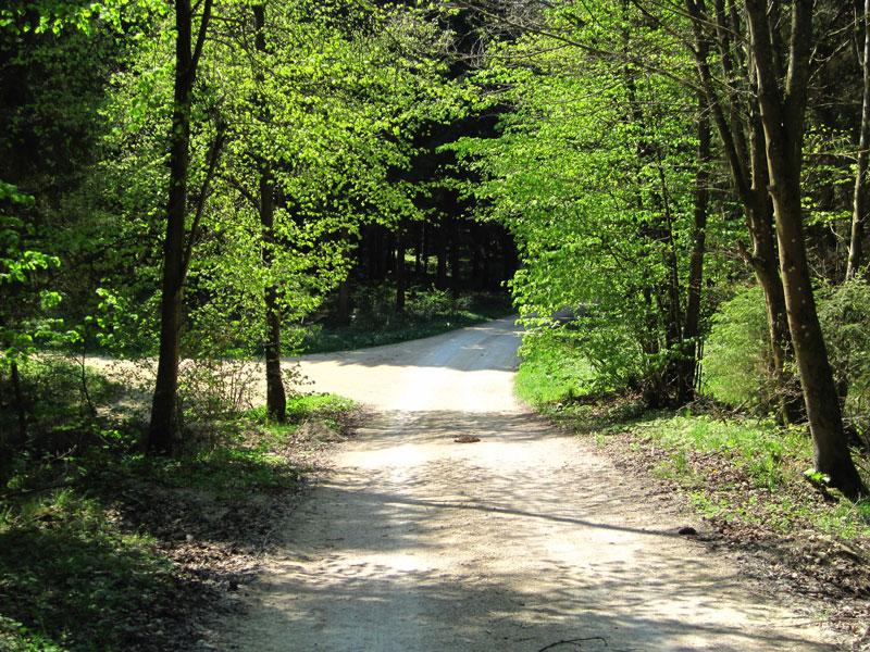 Frhlingswald