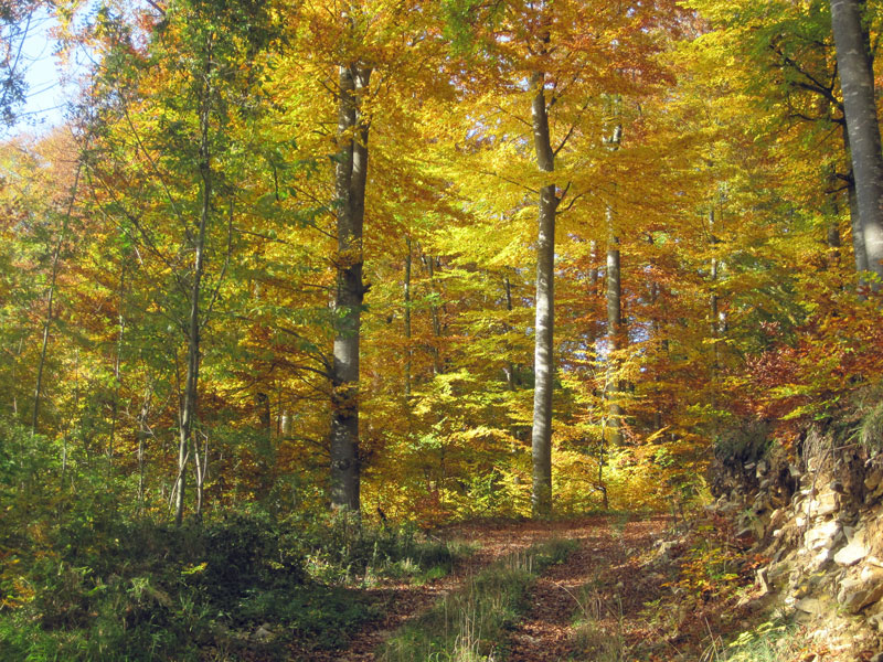 Goldener Herbst