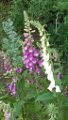 210620_zwiefalten (01)