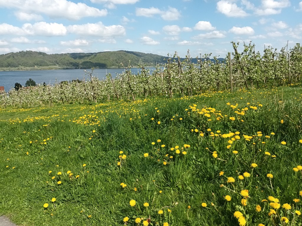 220427_bluetenwanderung01_ (22).jpg