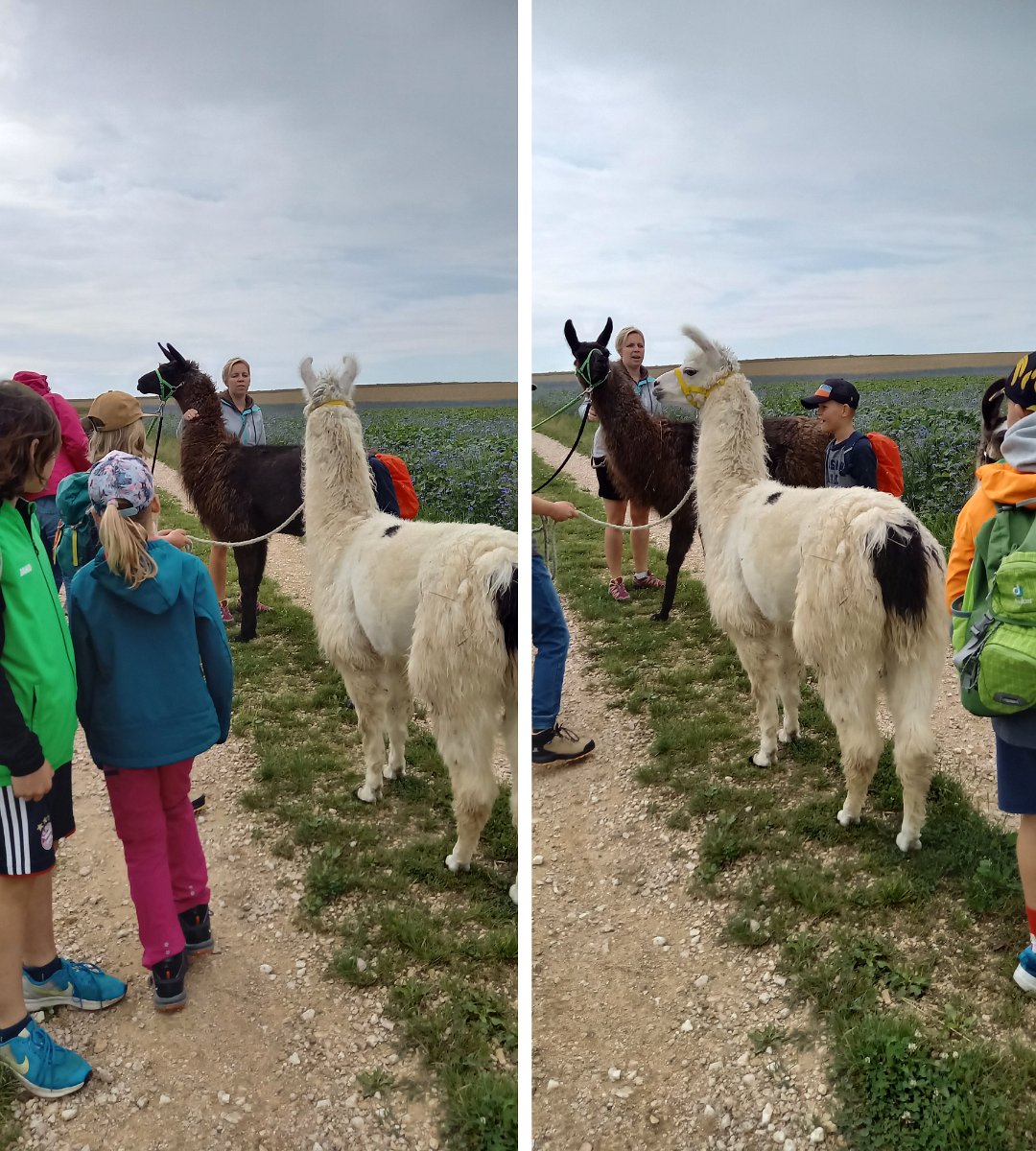 230728kindersommer-alpakawanderung04a.jpg