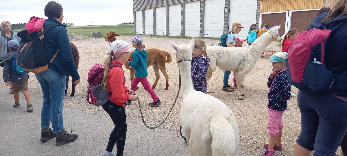 230728kindersommer-alpakawanderung12.jpg