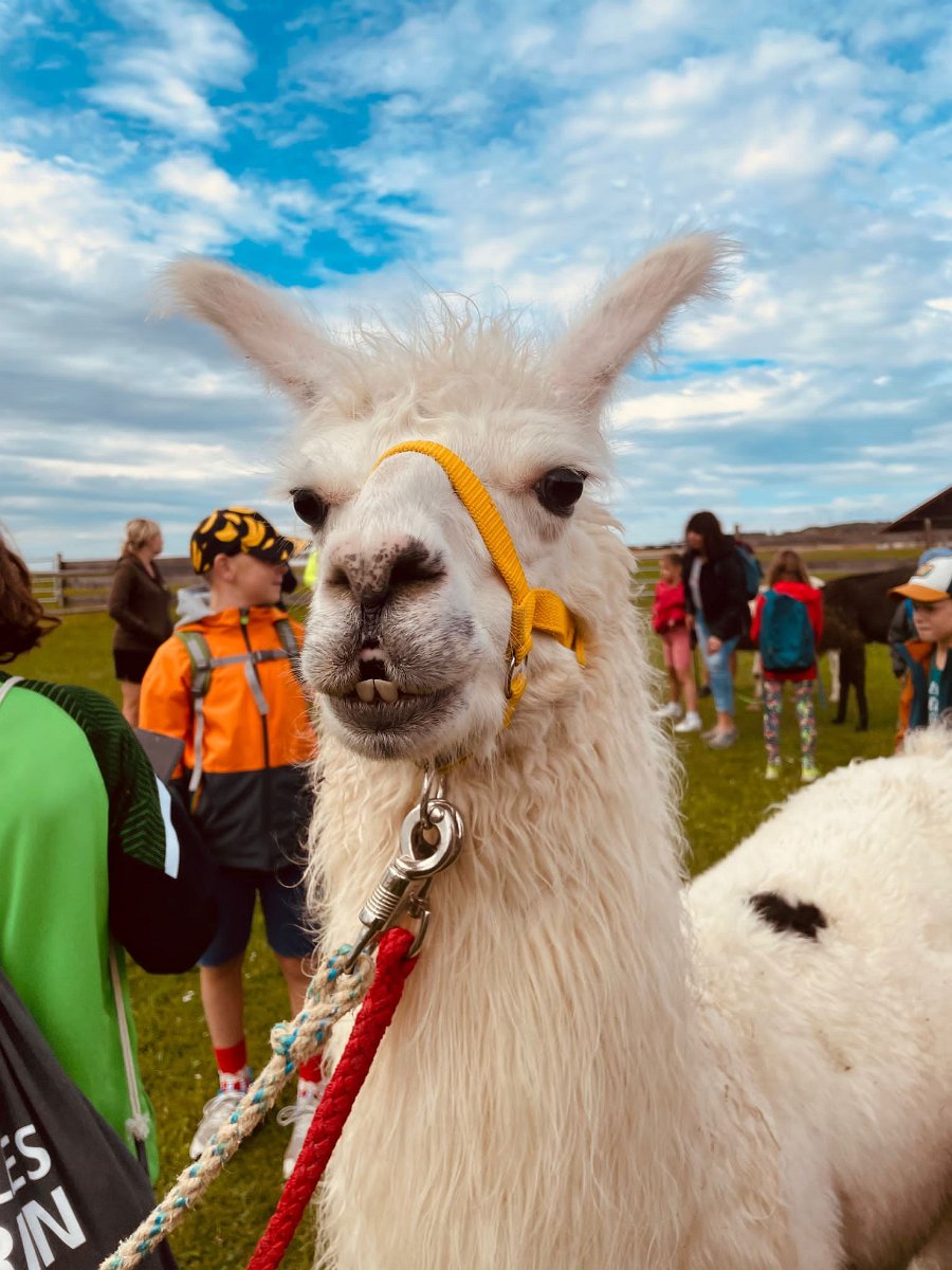 230728kindersommer-alpakawanderung19.jpg