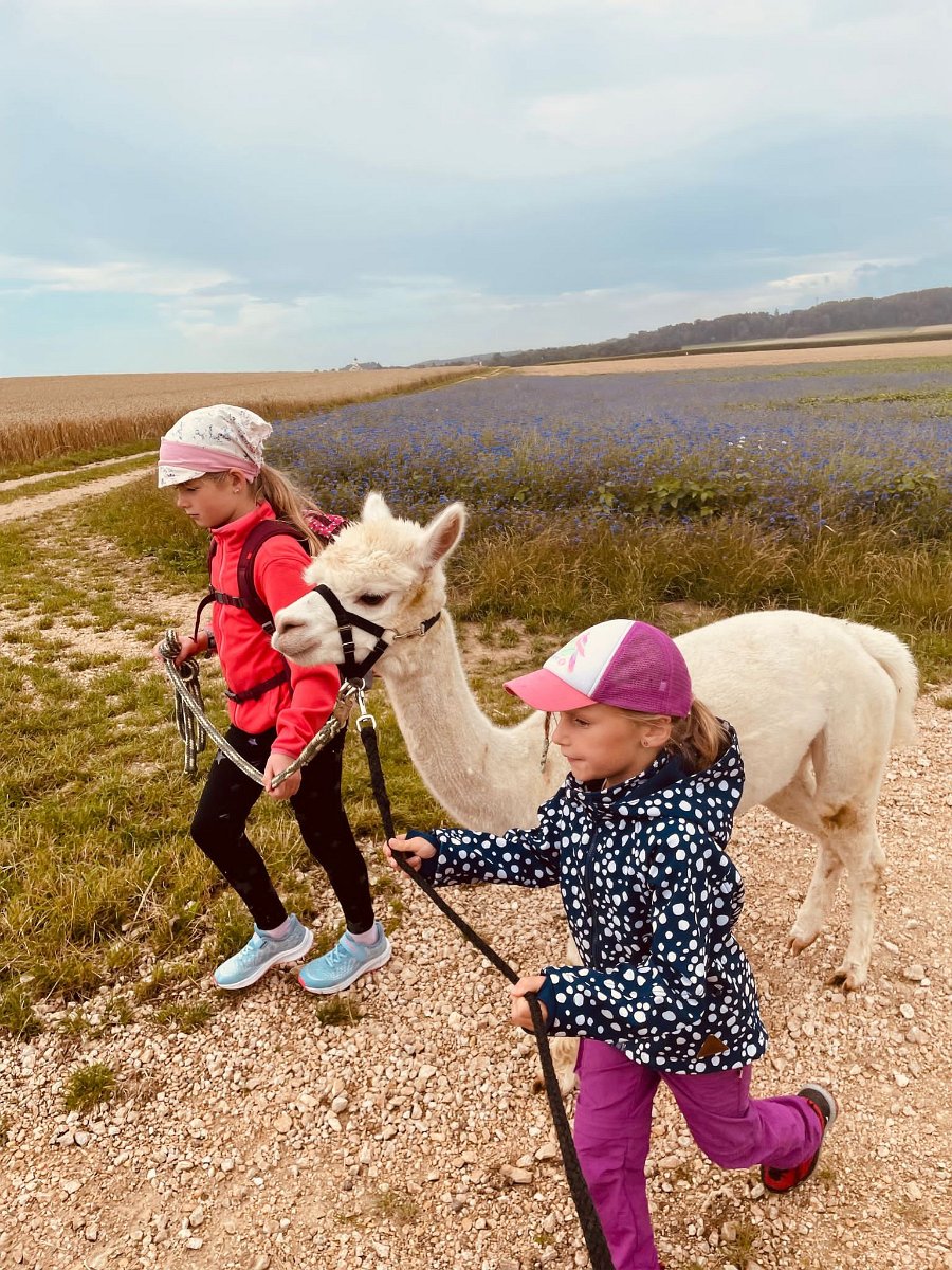 230728kindersommer-alpakawanderung21.jpg