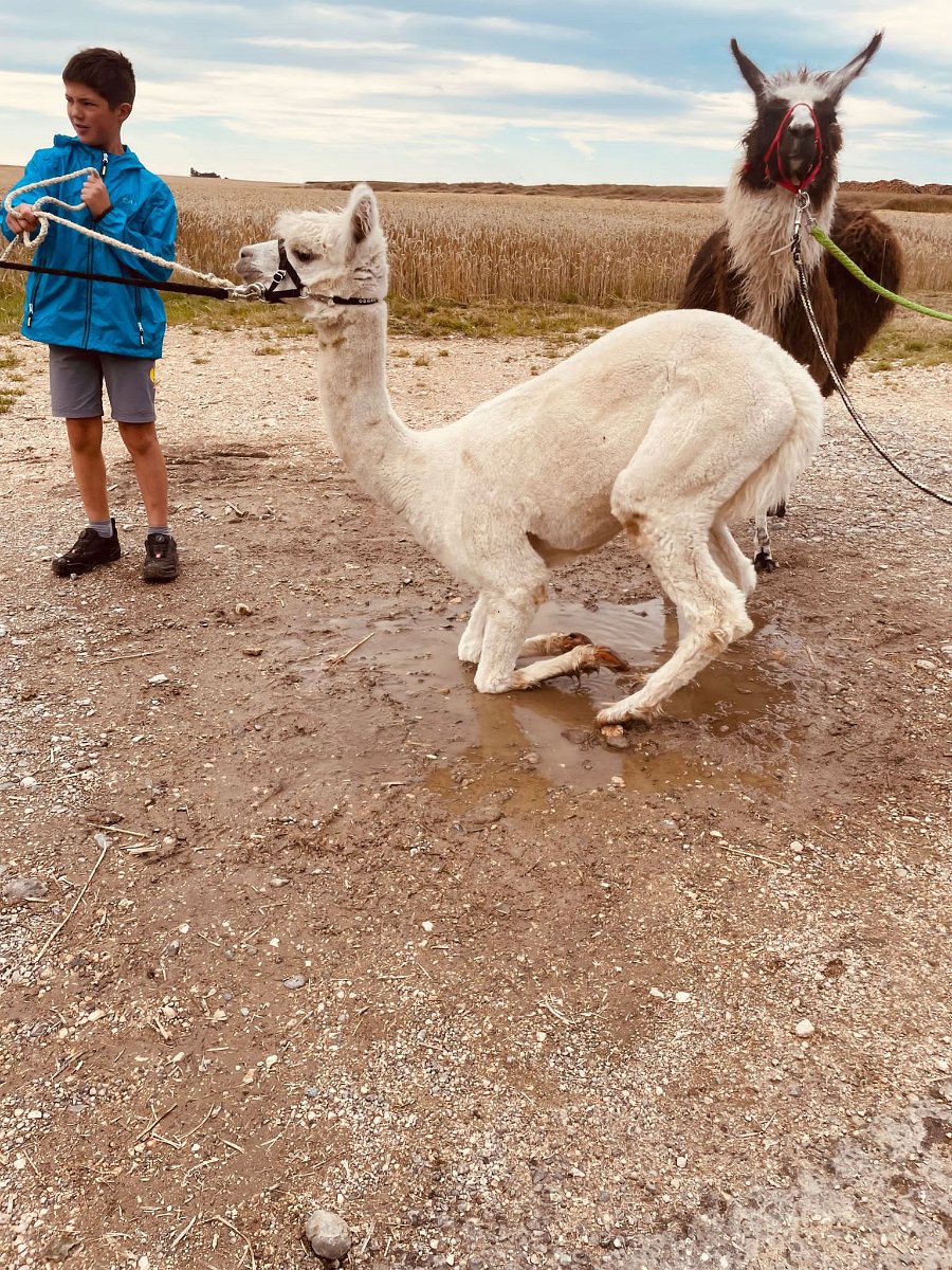 230728kindersommer-alpakawanderung25.jpg