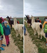 230728kindersommer-alpakawanderung04a