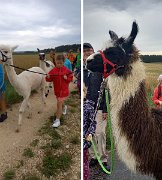 230728kindersommer-alpakawanderung11a