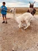 230728kindersommer-alpakawanderung25