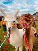 230728kindersommer-alpakawanderung26