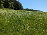 250511_Raichbergrunde__052