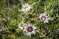 Silberdistel