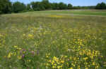 2006_06_11_07.jpg (64733 Byte)