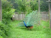 Pfau