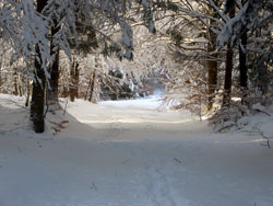 Winter im Nonnenhlzle