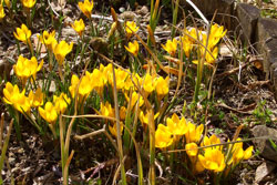 Krokusse