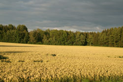 Kalenderbild
