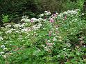 100620schmalegg025
