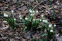 110320maerzenbecher006