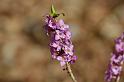 110320maerzenbecher017