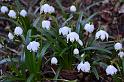 110320maerzenbecher036