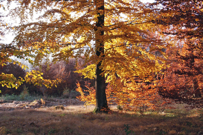 Herbstlicht