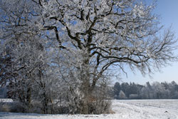 Winter auf dem Stauden
