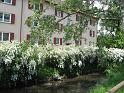 120517_BaWa3_026