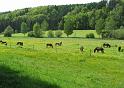 120517_BaWa3_041
