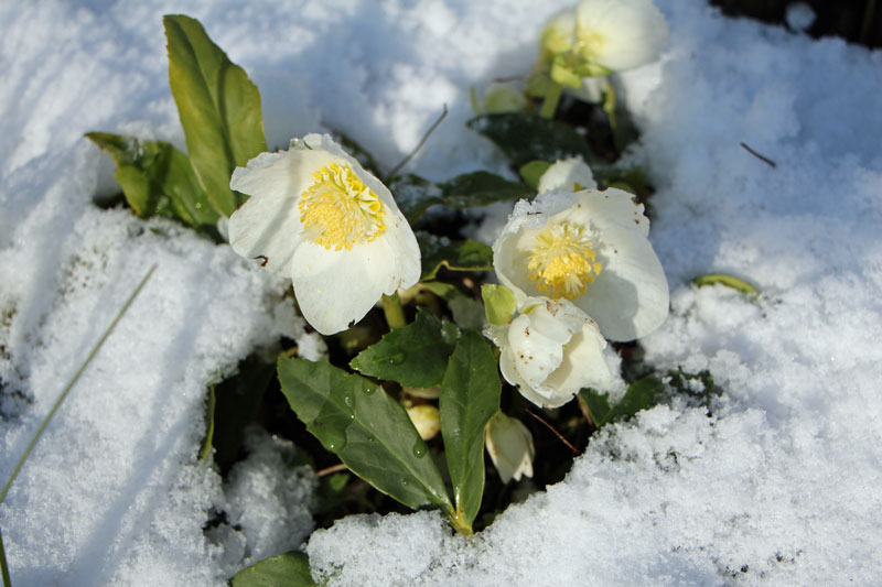 Blhende Chrisrose