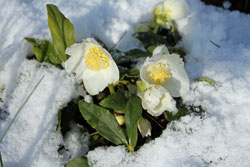 Blhende Christrose