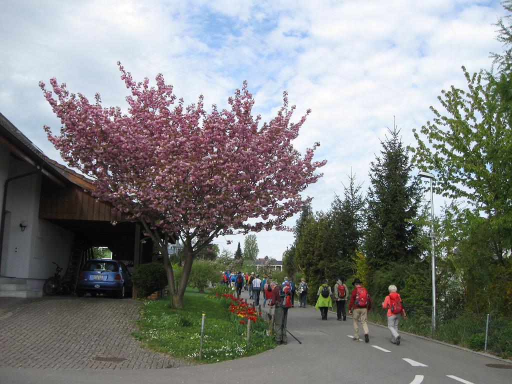 2015-04-26-10h23m_bluetenwanderung.JPG