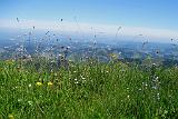 160710_hochgrat_049