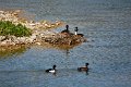 170517sen_vogelsee17