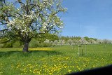 180429bluetenwanderung01_105