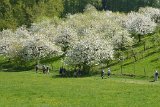 180429bluetenwanderung01_107