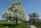 180429bluetenwanderung01_140