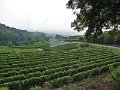 2018_10_02 Vortour Kaiserstuhl 030