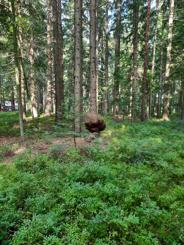 210919Scharzwald01_ (06).jpg