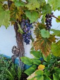 220922b__Im_Weingut_Nopper_14