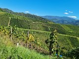 220922c__Fahrt _in_die_Weinberge_04