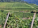 220922c__Fahrt _in_die_Weinberge_06