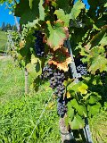 220922d__Wandern_und_Wein_01